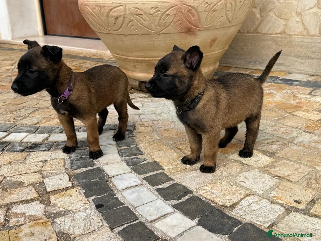 Pastore Belga cani in vendita: Splendidi cuccioli di Pastore Belga Malinois  - Annuncio 13