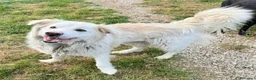 Meticcio cani in regalo: Margot 2 anni Taglia media grande  - Annuncio 4