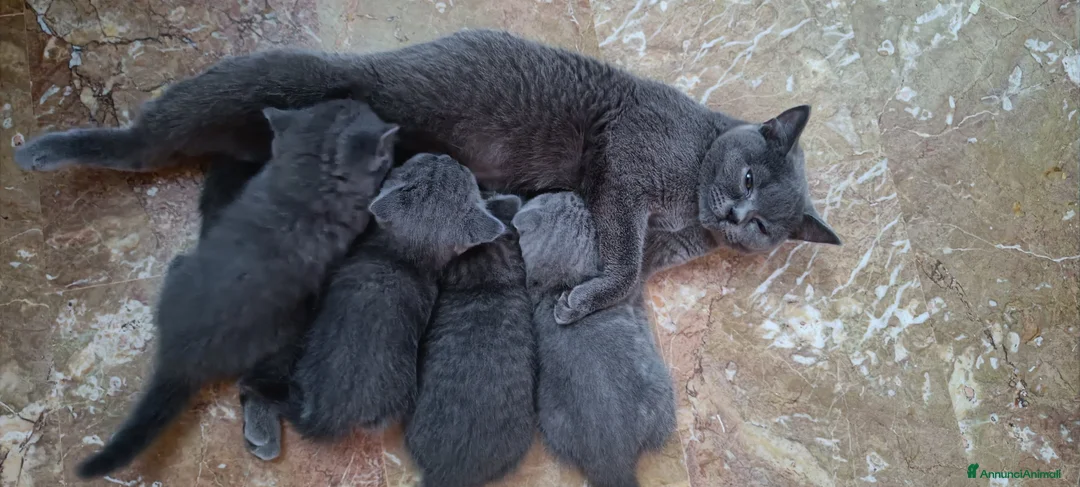 Scottish gatti in vendita: Gattina scottish Fold - Annuncio 1