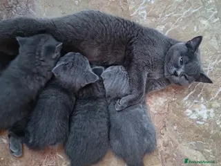 Scottish gatti Gattina scottish Fold - Annuncio 1