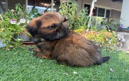 Shih Tzu cani in vendita: Shih tzu o shitzu  a Libero consorzio comunale di Siracusa - Immagine 6
