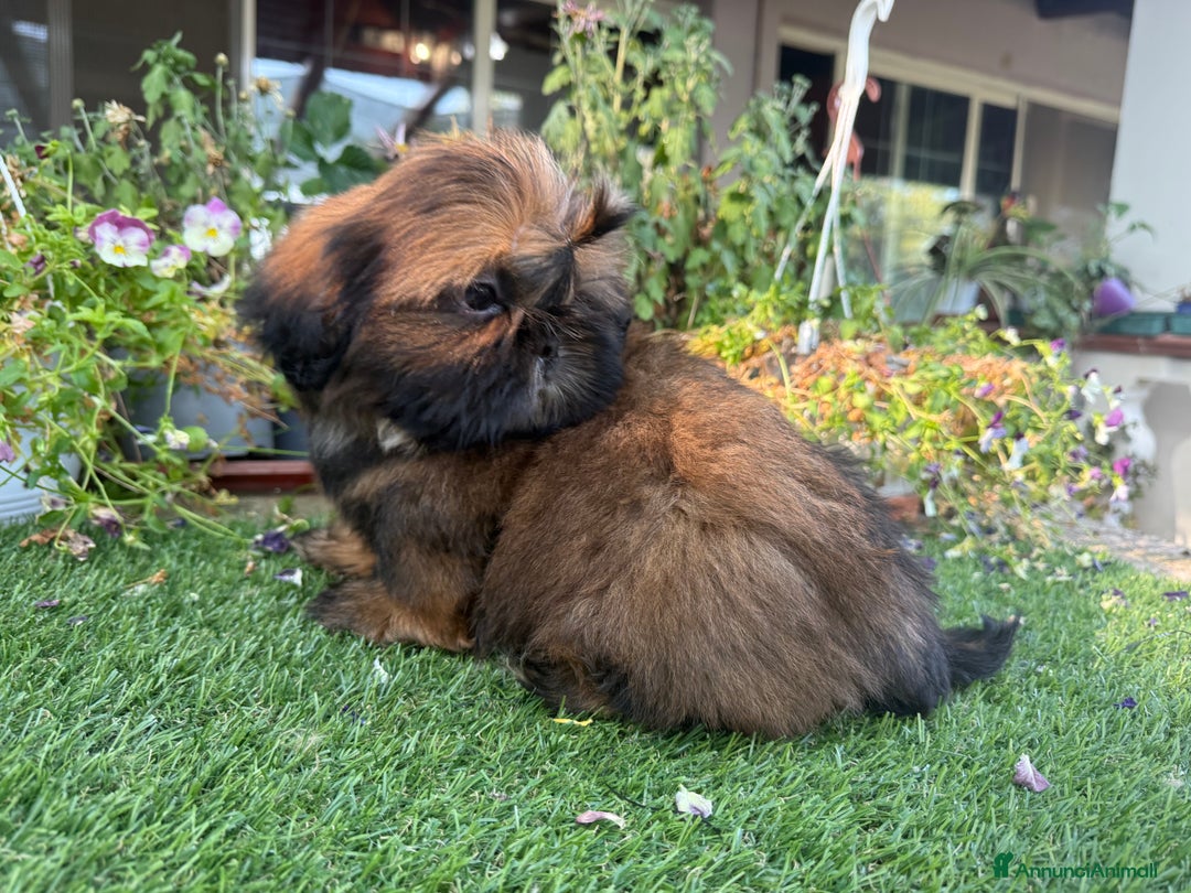Shih Tzu cani in vendita: Shih tzu o shitzu  a Libero consorzio comunale di Siracusa - Immagine 6