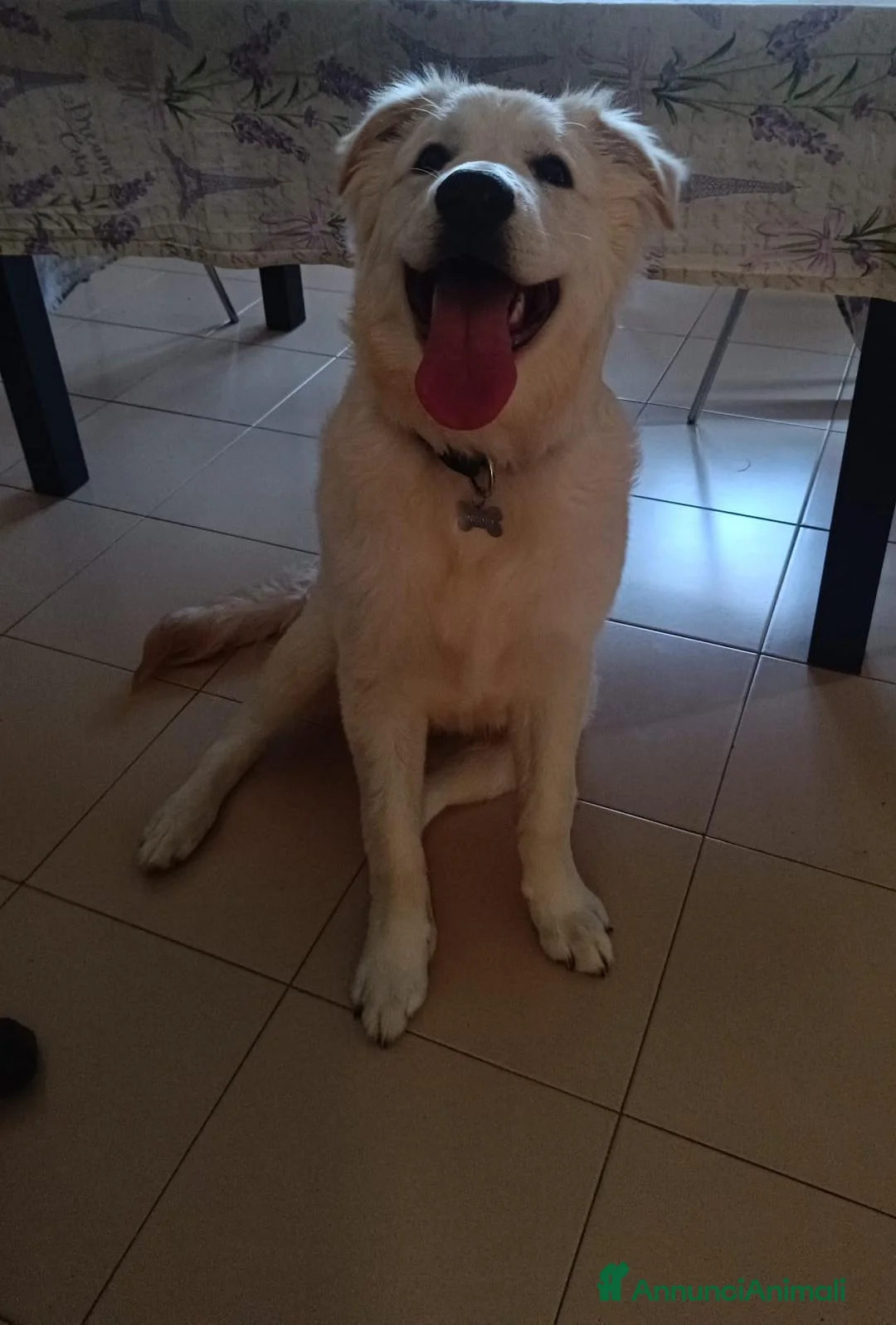 Pastore Abbruzzese Maremmano cani in regalo: Adozione per maremmano  - Annuncio 1