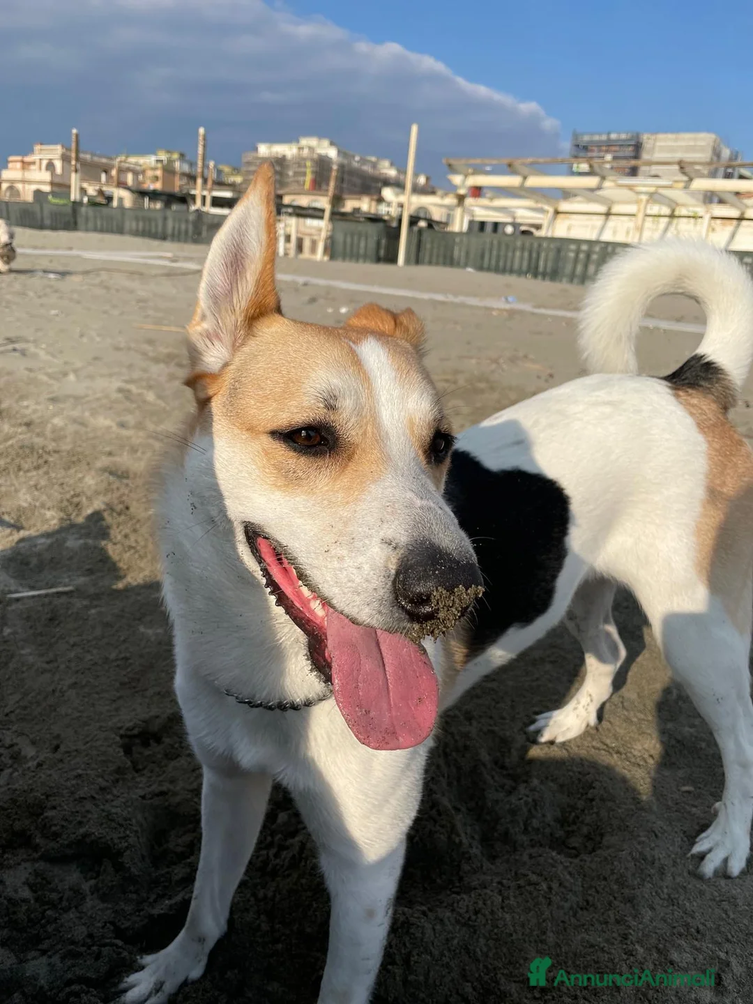 Meticcio cani in regalo: India cerca nuova famiglia  - Annuncio 1