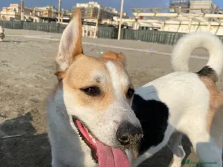 Meticcio cani India cerca nuova famiglia - Annuncio 17