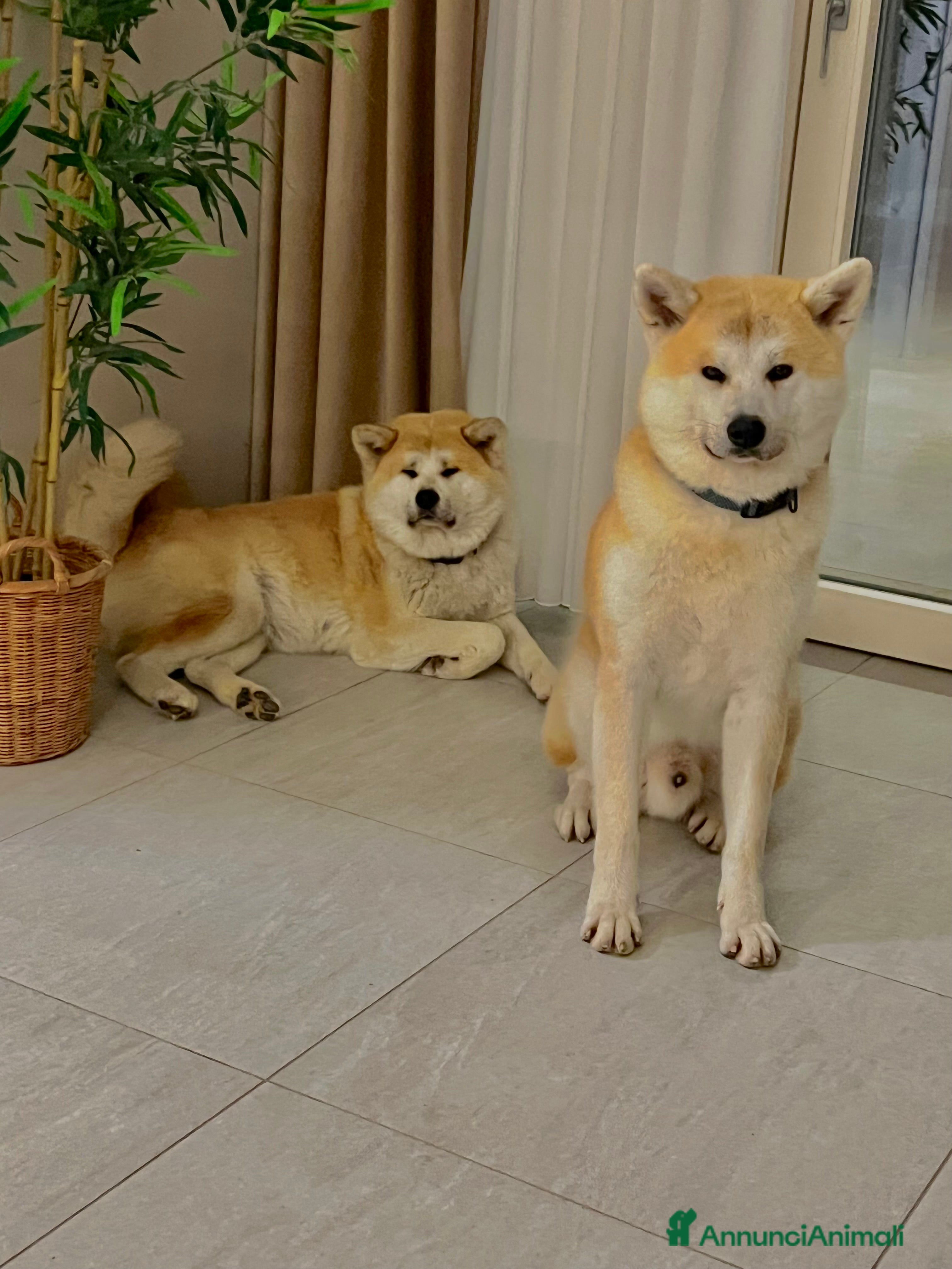 Akita Inu cani Cuccioli di akita inu disponibili dal 23 dicembre  - Annuncio 6
