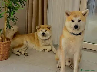 Akita Inu cani Cuccioli di akita inu disponibili dal 23 dicembre - Annuncio 24