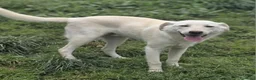 Meticcio cani in regalo: UNA MAMMA PER MARLEY  a Provincia di Varese - Annuncio 2