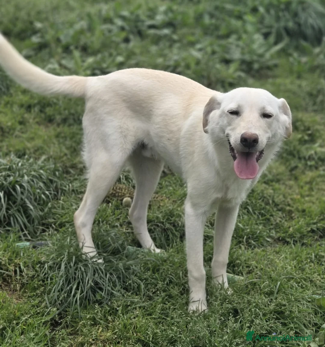 Meticcio cani in regalo: UNA MAMMA PER MARLEY  a Provincia di Varese - Annuncio 2