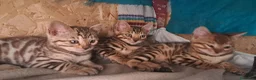 Bengala gatti in vendita: Bengala cuccioli a Provincia di Treviso - Annuncio 4