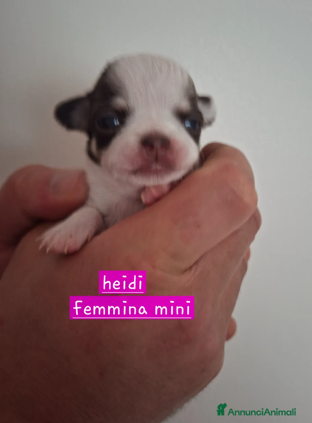 Chihuahua cani in vendita: 4 femmine chihuahua  - Annuncio 2