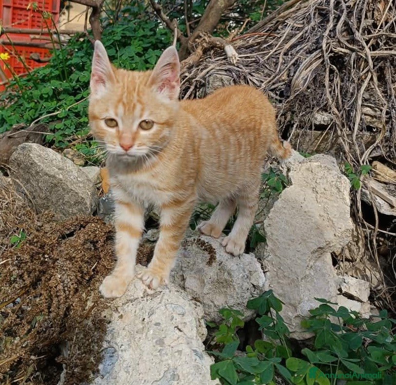 Meticcio gatti dolce cecina in regalo - Annuncio 3