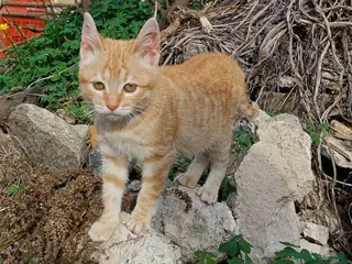 Meticcio gatti dolce cecina in regalo - Annuncio 3