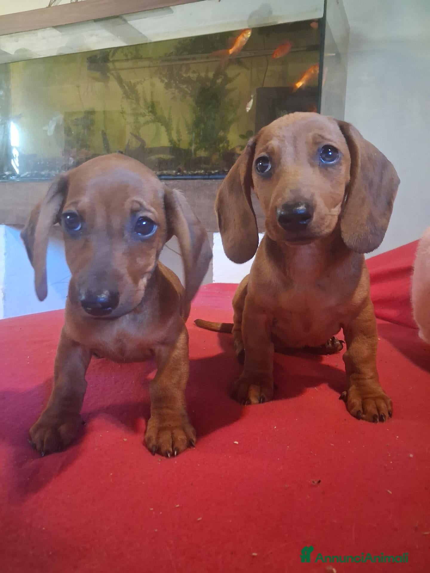 Bassotto cani Cuccioli di bassotto - Annuncio 34