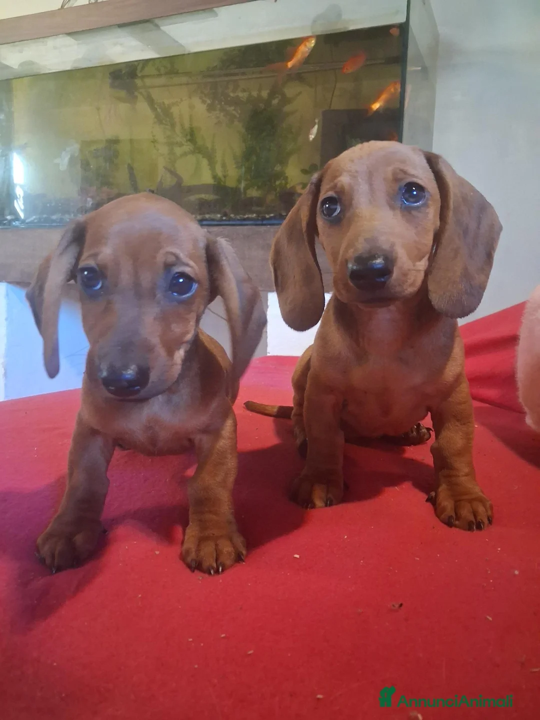 Bassotto cani in vendita: Cuccioli di bassotto - Annuncio 1