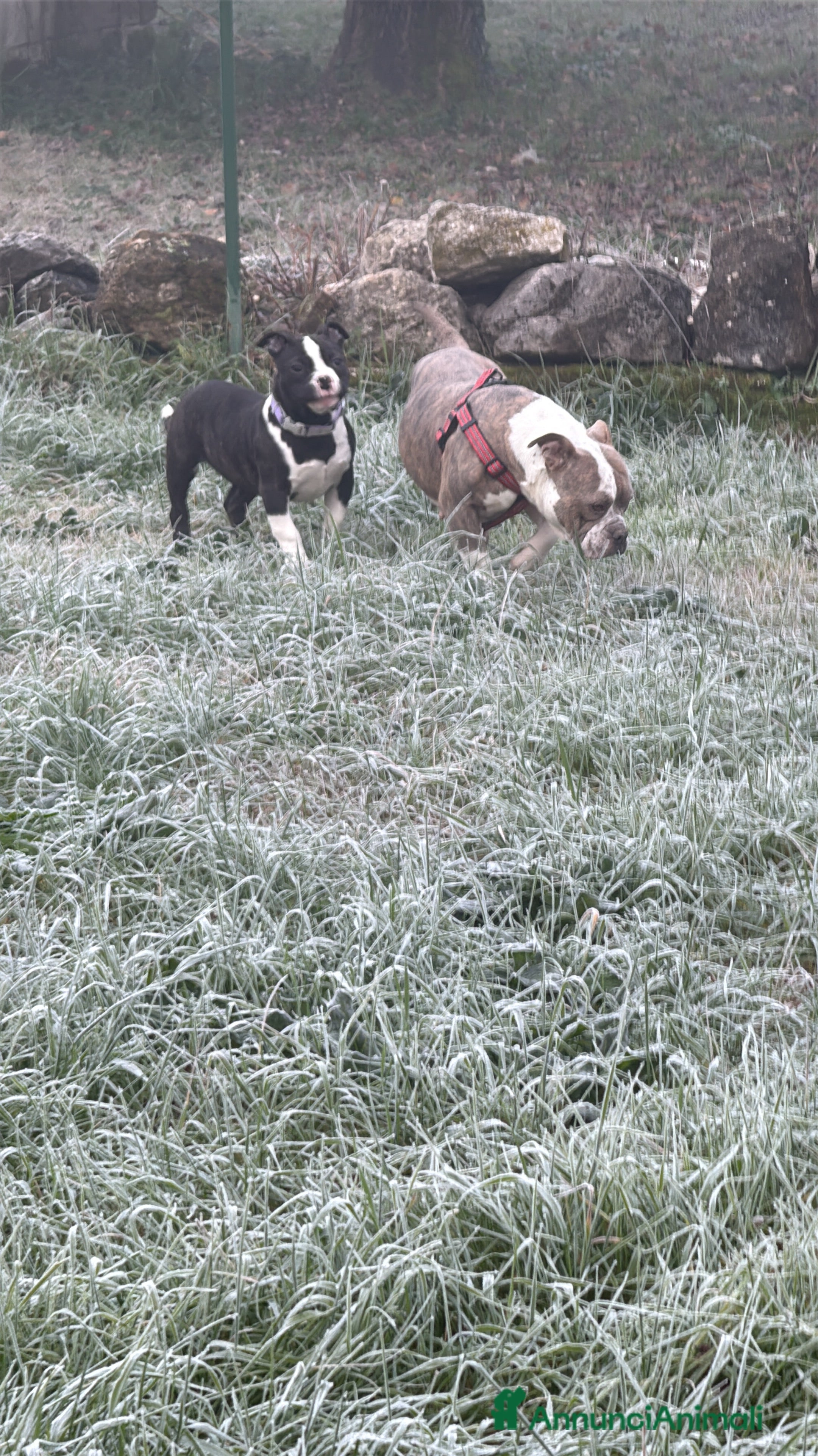 American Bully cani Americabully - Annuncio 1