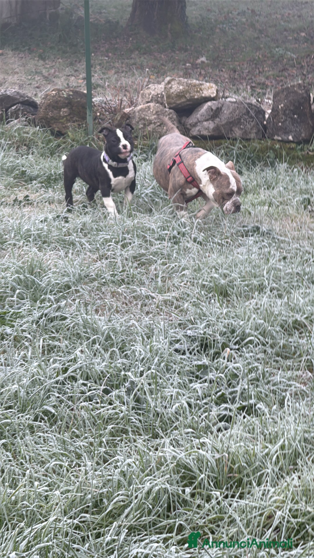 American Bully cani in vendita: Americabully - Annuncio 1