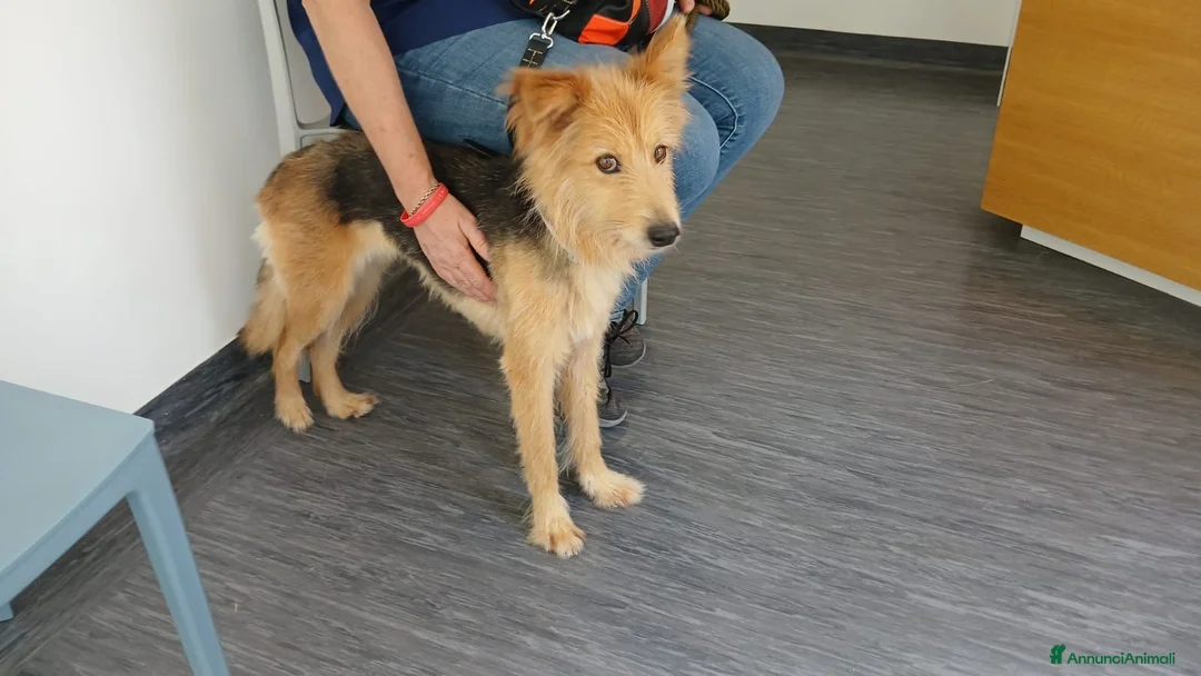 Meticcio cani in regalo: MAYA LEGATA A CATENA DA QUANDO ERA CUCCIOLA - Annuncio 4