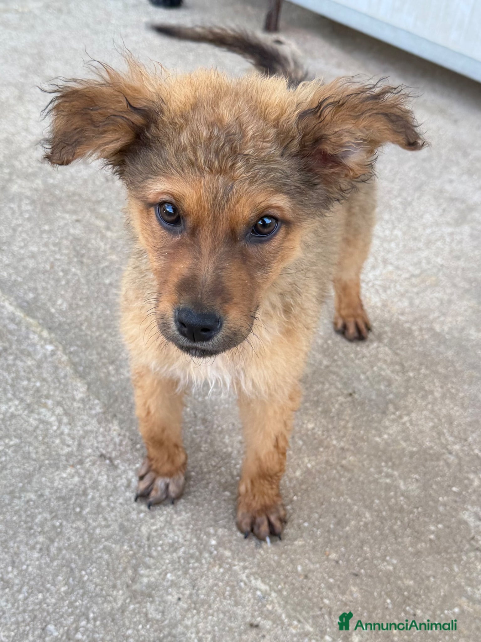 Meticcio cani Lea femmina  - Annuncio 1