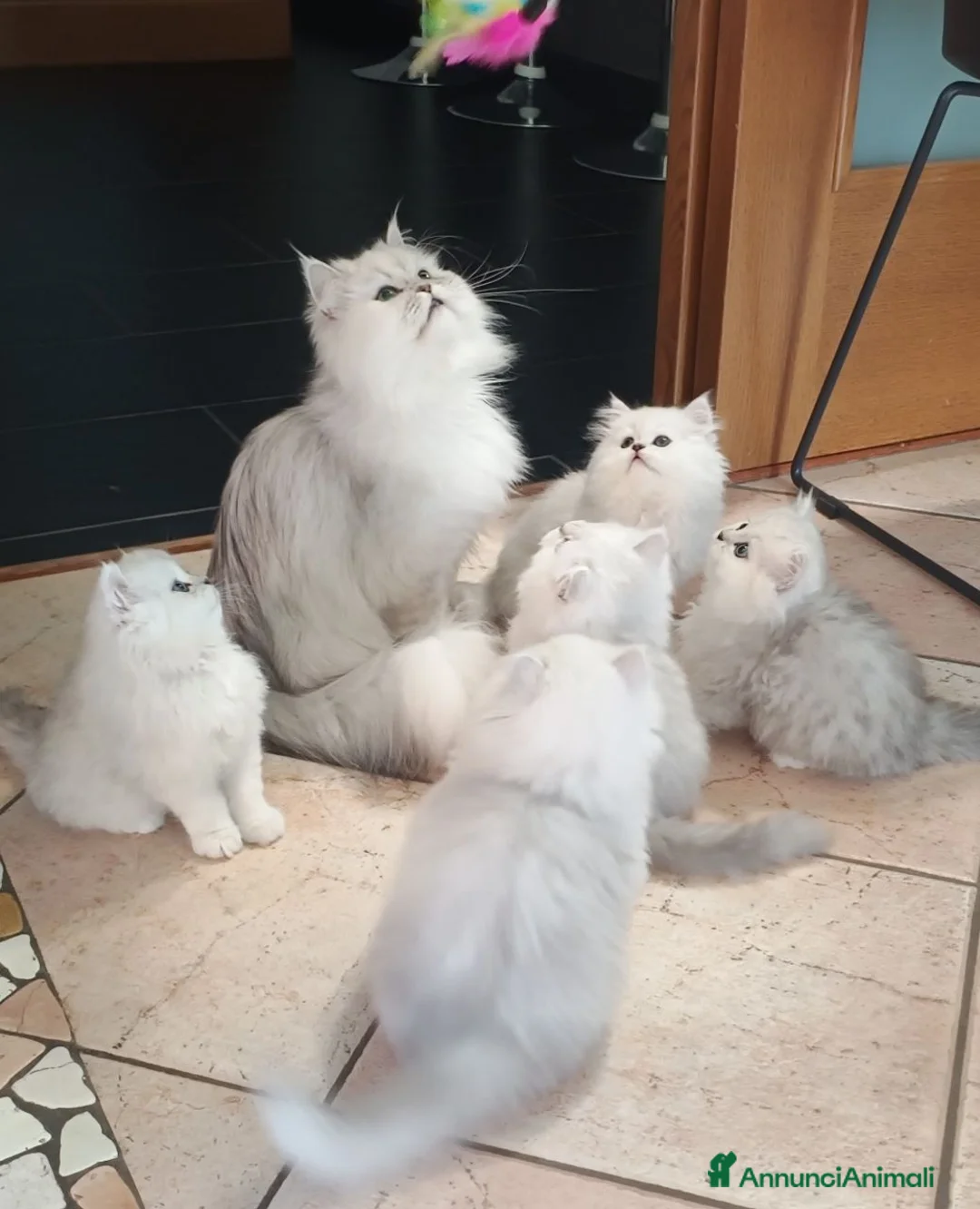 Persiano gatti in vendita: Gatti persiani a Provincia di Padova - Annuncio 8