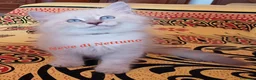 Siberiano gatti in vendita: Cuccioli neva-masquerade disponibili - Annuncio 2
