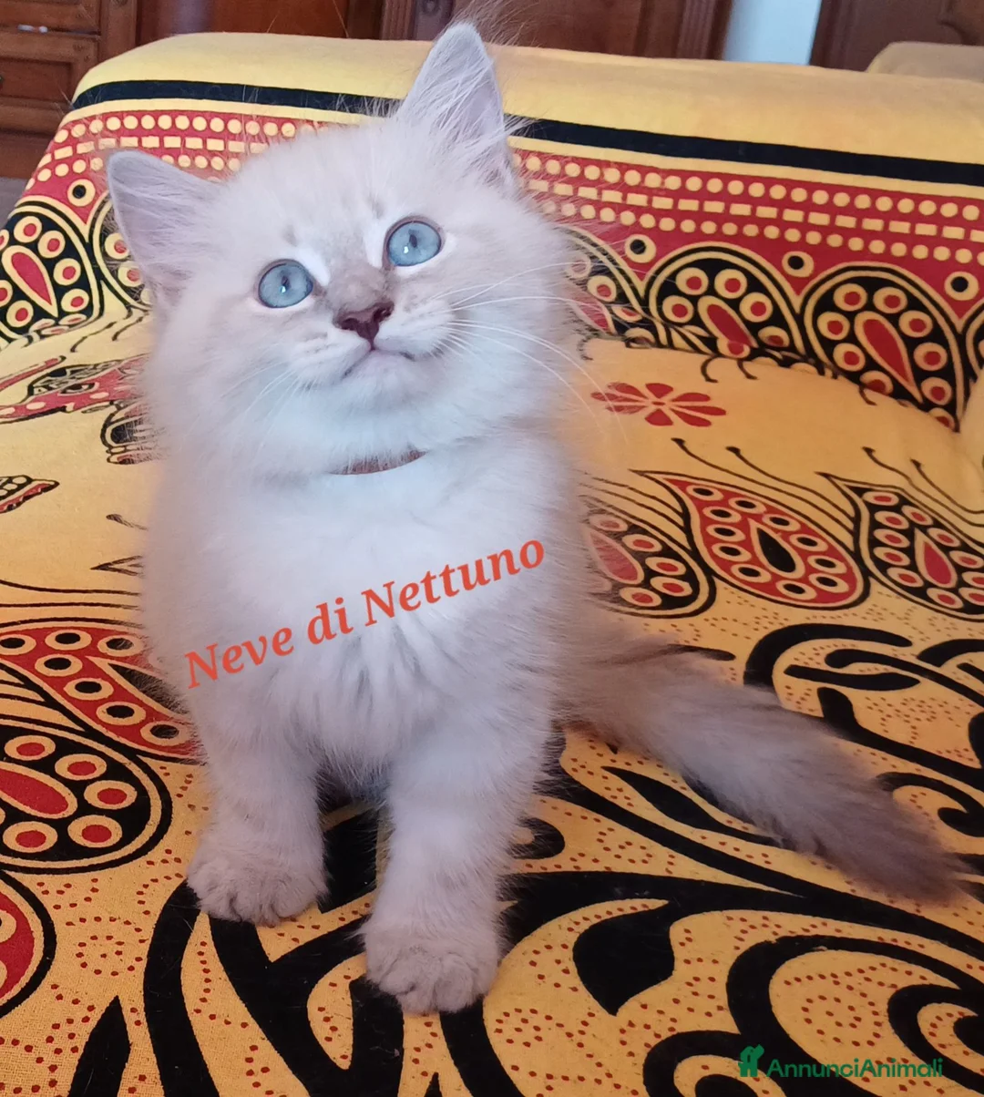 Siberiano gatti in vendita: Cuccioli neva-masquerade disponibili - Annuncio 2