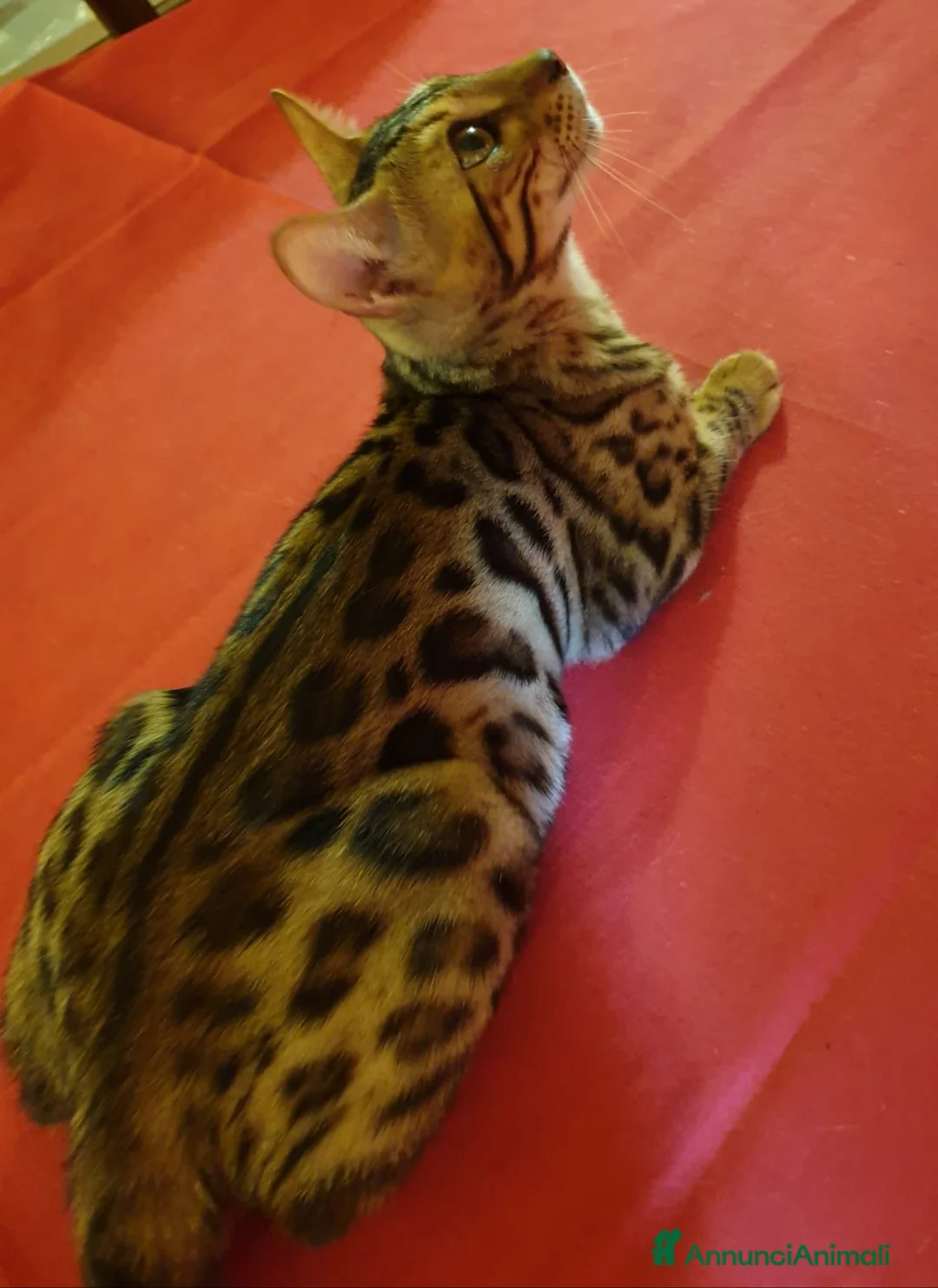 Immagine della galleria {{count}}