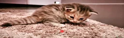 Siberiano gatti in vendita: Cucciole siberiane a Città Metropolitana di Genova - Annuncio 3