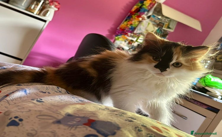 Persiano gatti a Provincia di Reggio Emilia - Annuncio 13
