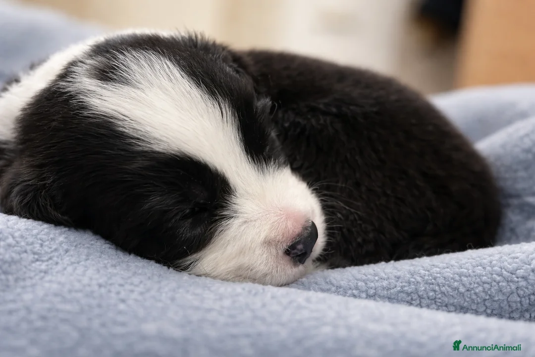 Border Collie cani in vendita: Border collie cuccioli disponibili  - Annuncio 4