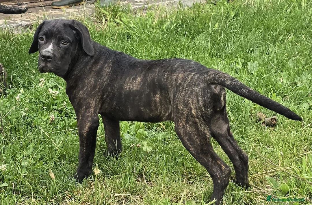 Cane Corso cani in vendita: Cucciole Cane Corso  - Annuncio 7