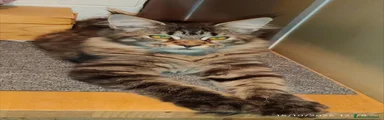 Maine Coon 4