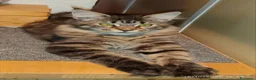 Maine Coon gatti in vendita: Dolcissimi cuccioli di Maine Coon xxl - Annuncio 3