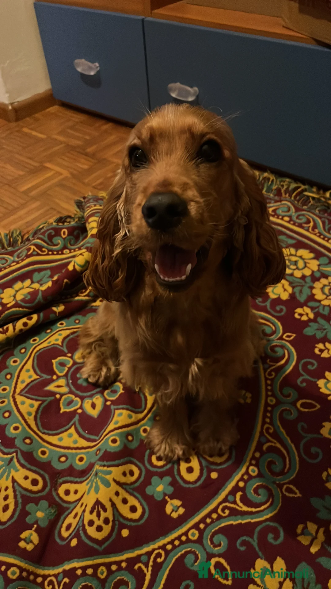 Cocker cani in vendita: Cucciola cocker spaniel cerca famiglia - Annuncio 4