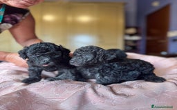 Barboncino cani in vendita: Barboncini toy e nano a Città metropolitana di Roma Capitale - Immagine 8