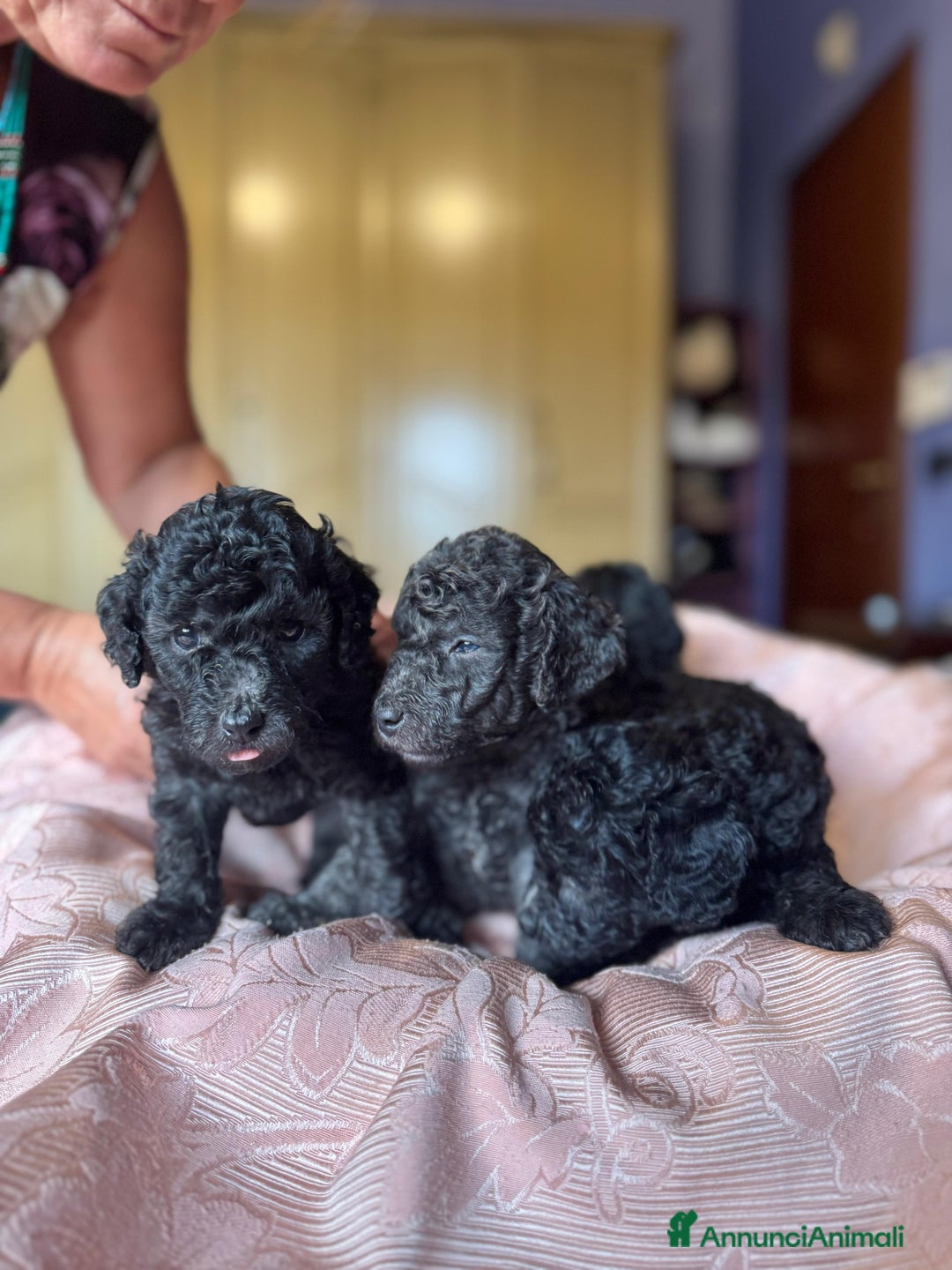Barboncino cani in vendita: Barboncini toy e nano a Città metropolitana di Roma Capitale - Immagine 8