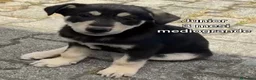 Meticcio cani in regalo: TROPPI CUCCIOLI SOLI IN RIFUGIO  a Provincia di Verona - Annuncio 1