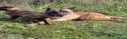 Pastore Belga cani in vendita: Cuccioli Pastore Belga Malinois in Italia a Città Metropolitana di Bari - Annuncio 1