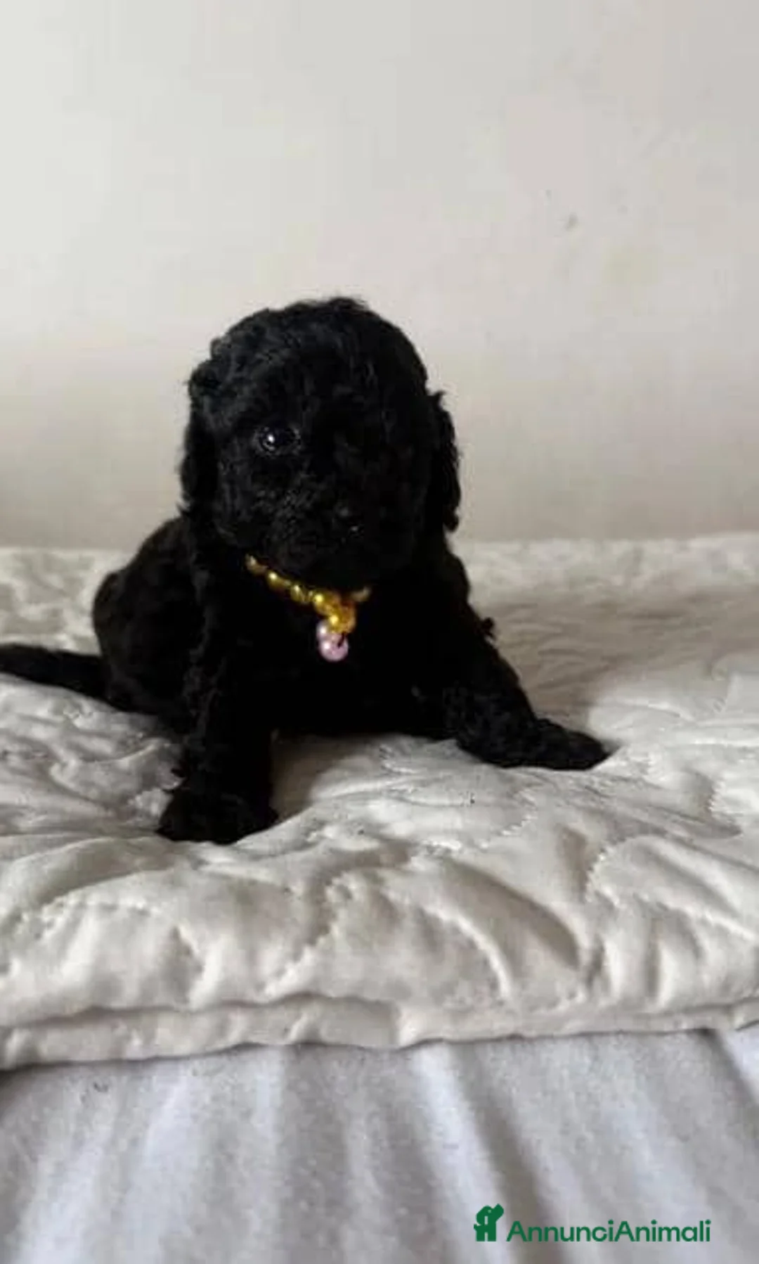 Barboncino Toy cani in vendita: Cuccioli di Barboncino Toy adorabili - Annuncio 2