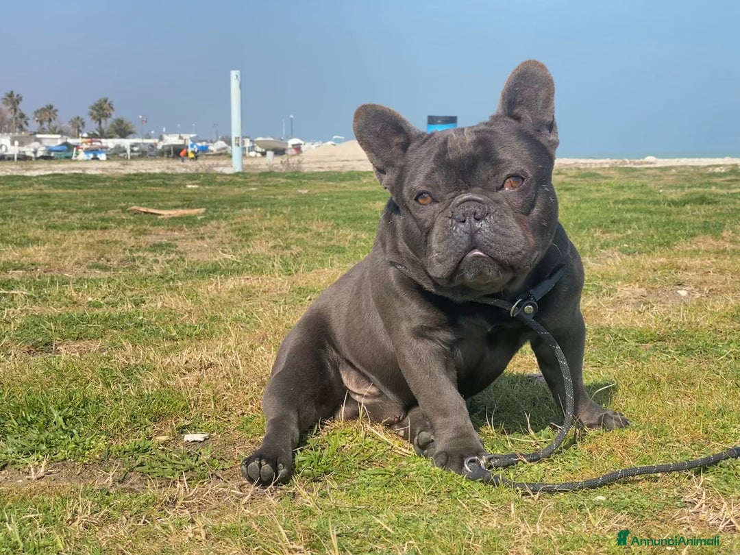 Bulldog Francese cani in vendita: Bulldog francese  - Annuncio 5
