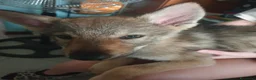 Meticcio cani in vendita: Lupo Cecoslovacco x lupo di Saarloos  - Annuncio 6