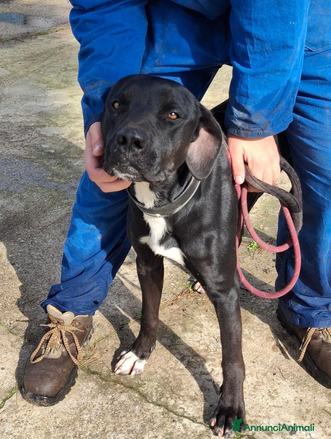 Meticcio cani in regalo: BENNY 💙 - cagnolone dagli occhi tristi 😞  - Annuncio 4