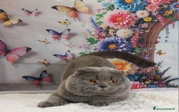 Scottish gatti in vendita: Scottish fold blue - Annuncio 5