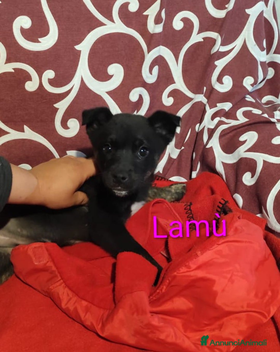 Meticcio cani in regalo: GEORGI CANDY LAMÙ spettacolari cucciole di 3 mesi  - Annuncio 8