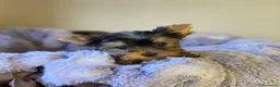 Yorkshire cani in vendita: Cuccioli di Yorkshire Terrier  - Annuncio 4