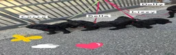 Barboncino cani in vendita: Barboncini a Provincia di Brescia - Annuncio 2