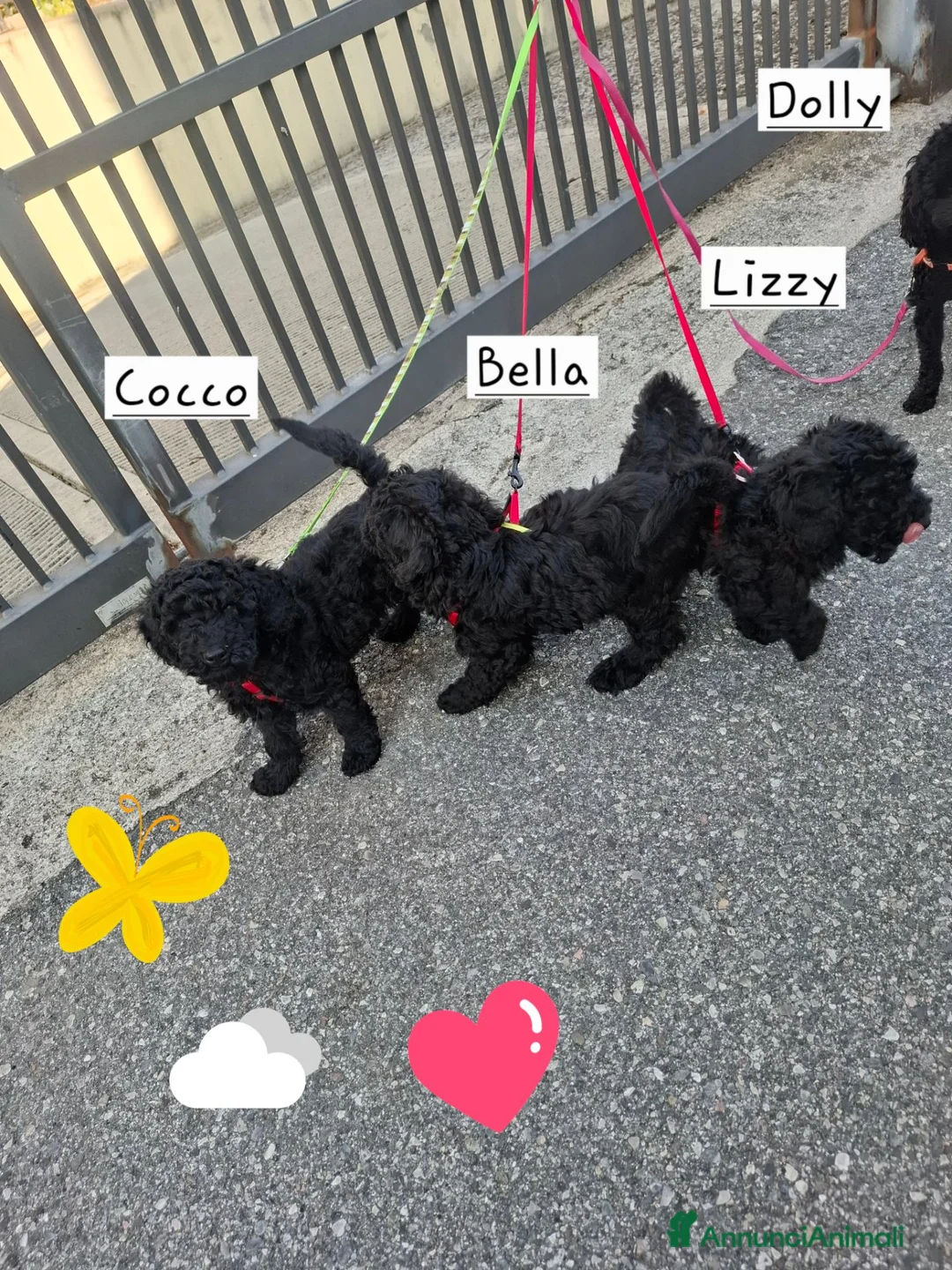 Barboncino cani in vendita: Barboncini a Provincia di Brescia - Annuncio 2