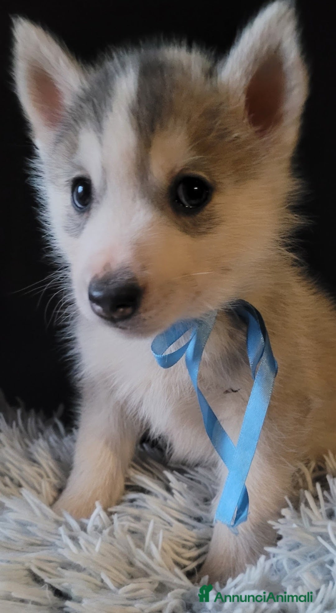 Husky cani SIBERIAN HUSKY CUCCIOLATA CON PEDIGREE  - Annuncio 13