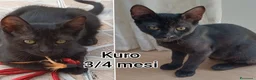 Meticcio gatti in regalo: TANTI MICINI SOLI  a Provincia di Vicenza - Annuncio 7