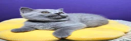 British gatti in vendita: Cuccioli British Shorthair lilac  - Annuncio 6